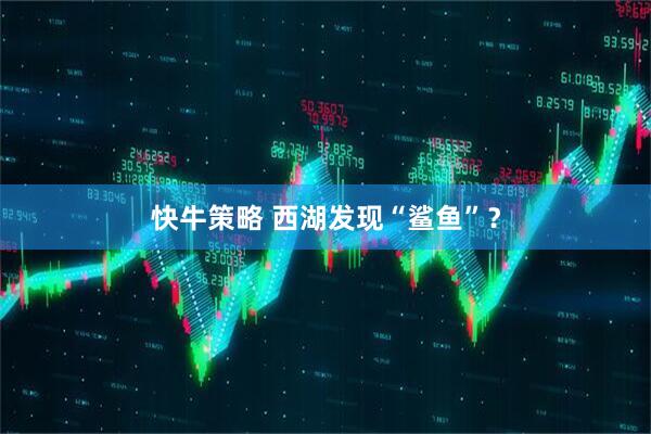快牛策略 西湖发现“鲨鱼”？